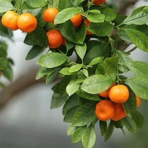 Мандарин Owari Satsuma фото