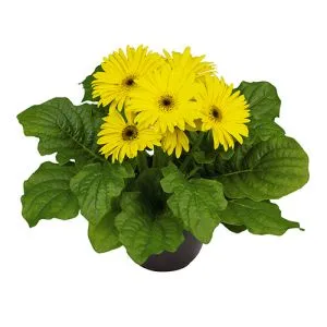 Гербера Midi Yellow  фото