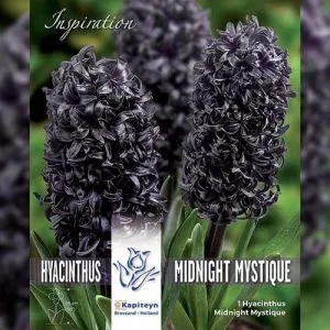 Гиацинт Midnight Mystique (Брендовые луковицы KAPITEYN®) фото