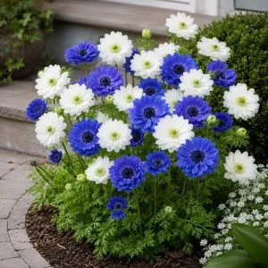 Анемоны Blue and White Микс фото