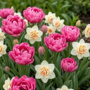 Микс Splashes of Champagne фото