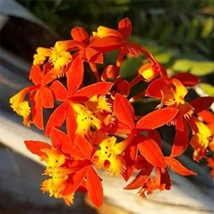 Орхидея Mini Epidendrum Orange фото