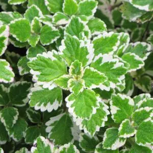 Мята Variegata фото