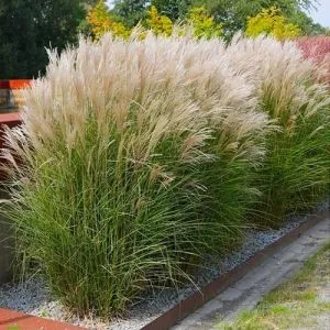 Мискантус Kleine Silberspinne фото