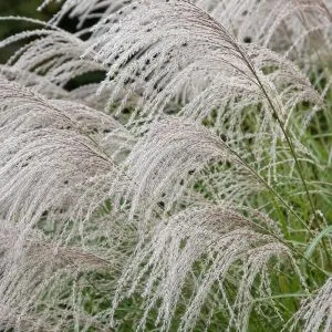 Мискантус Silver Charm фото