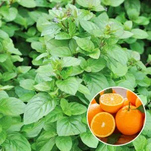 Мята Orange фото