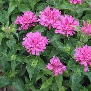 Монарда Petit Pink Delight фото