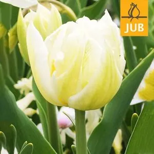 Тюльпан Mondial (Брендовые луковицы Jub Holland) фото