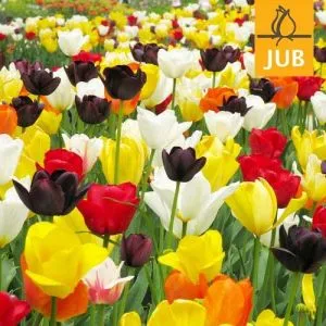 Микс ландшафтный Moondance (Брендовые луковицы Jub Holland) фото