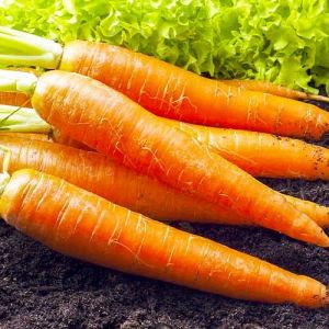 Морковь Каротан фото