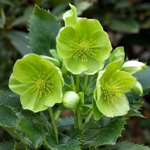 Морозник Argutifolius фото