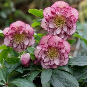 Морозник Double Ellen Picotee фото