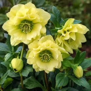 Морозник Orientalis Yellow Double фото