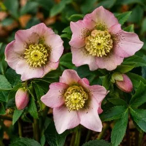 Морозник Pretty Ellen Pink фото