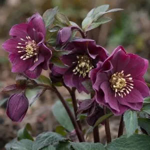 Морозник Pretty Ellen Purple фото