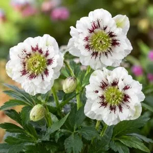 Морозник White Spotted Double фото