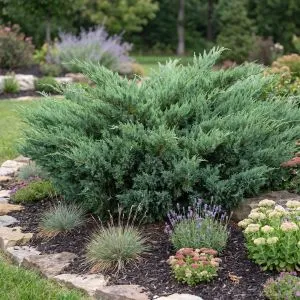 Можжевельник козацкий Blue Danube фото
