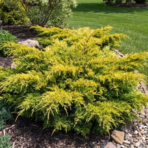 Можжевельник Pfitzeriana Aurea фото