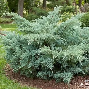 Можжевельник Pfitzeriana Glauca фото