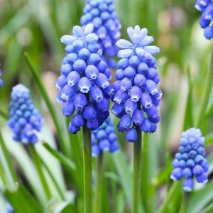 Мускари Blue Magic фото