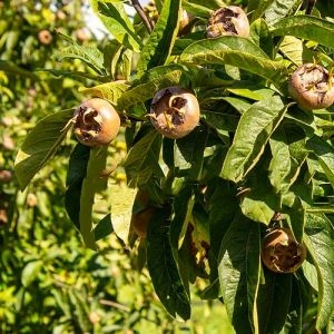 Мушмула Германская Ноттингем фото