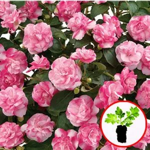 Бальзамин Musica Bicolor Pink фото
