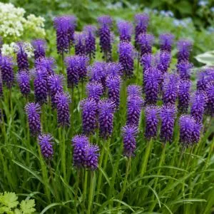 Мускари Comosum фото