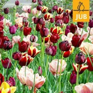 Микс ландшафтный Mystery (Брендовые луковицы Jub Holland) фото