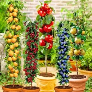 Микс Колоновидных Деревьев фото