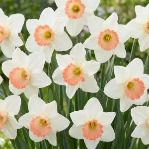 Нарцисс Pink Charm фото