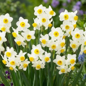 Нарцисс таццета Chinese Sacred Lily фото