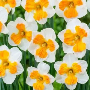 Нарцисс Tricollet фото