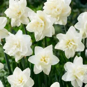 Нарцисс White Medal фото