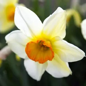 Нарцисс Flower Record фото