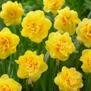Нарцисс Sunny Day фото