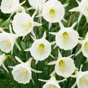 Нарцисс White Petticoat фото