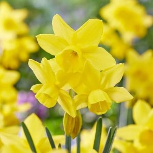 Нарцисс Yellow Ocean фото