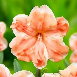 Нарцисс Apricot Whirl фото