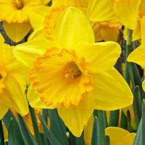 Нарцисс Aventura фото