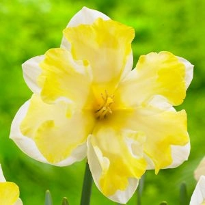 Нарцисс Cassata фото