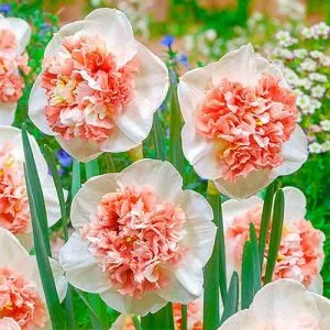 Нарцисс Fire Drill фото