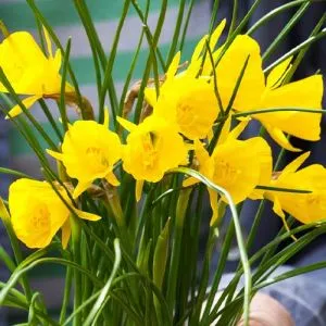 Нарцисс Golden Bells фото