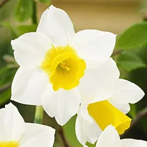 Нарцисс Golden Echo фото