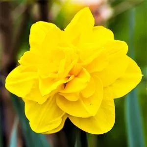 Нарцисс Queensday фото