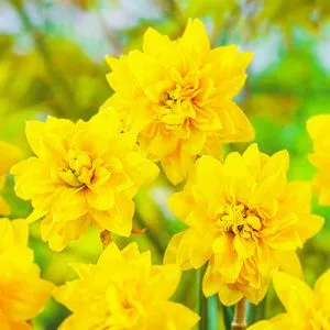 Нарцисс Tete Boucle фото