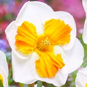 Нарцисс Tricollet фото