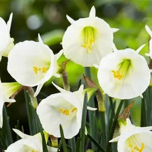 Нарцисс White Petticoat фото