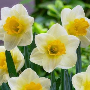 Нарцисс Yellow Salome фото