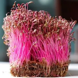 Микрозелень Амарант фото