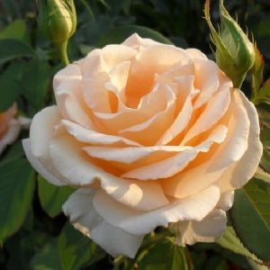 Роза Примадонна фото